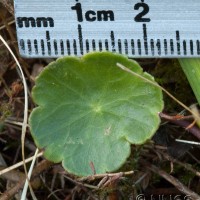 Marsh Pennywort